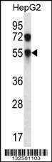 Anti-CHST8 (Center) Antibody