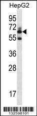 Anti-GGT2 (N-term) Antibody