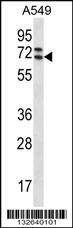 Anti-PIK3AP1 (C-term) Antibody