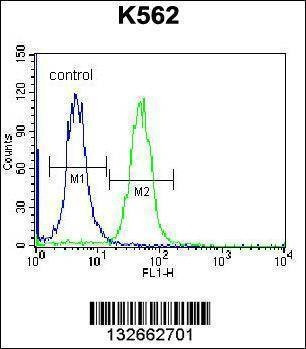 Anti-CACNG4 (Center) Antibody