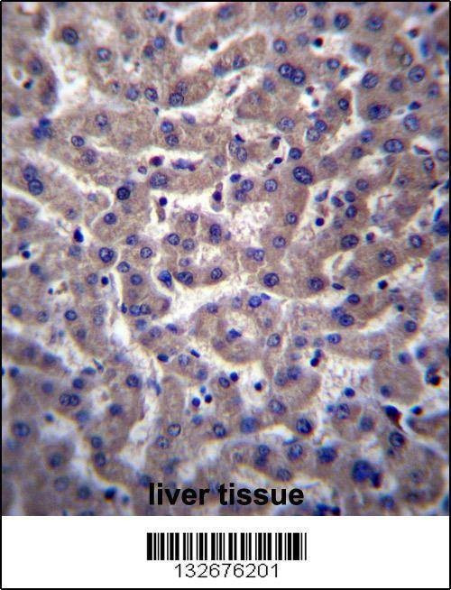 Anti-PTGR2 (N-term) Antibody