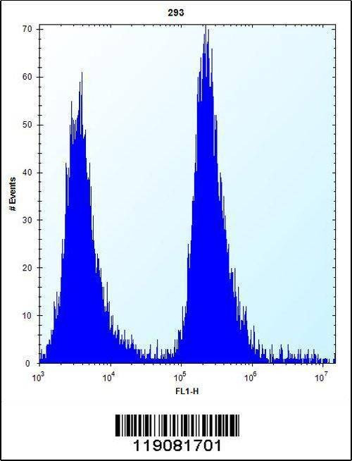 Anti-MGMT (N-term) Antibody