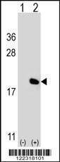 Anti-IL17A (Center) Antibody