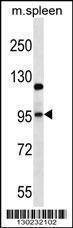 Anti-GRIA4 (Center) Antibody