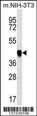 Anti-PAICS (N-term) Antibody