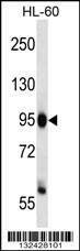 Anti-ZHX3 (C-term) Antibody