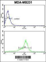 Anti-BCL2A1 (Center) Antibody
