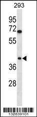 Anti-TOR1B (C-term) Antibody