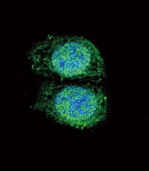 Anti-Bcl-2 (BH3 Domain Specific) Antibody
