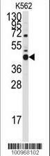 Anti-Bcl-G BH3 Domain Antibody