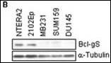 Anti-Bcl-G BH3 Domain Antibody