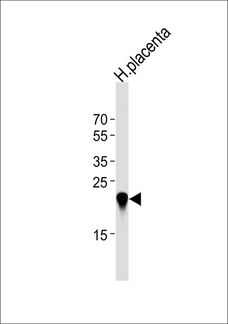 Anti-CSHL1 (C-term) Antibody