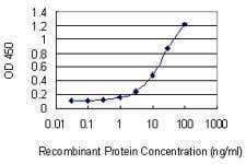 Anti-CCNT2 Antibody