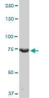 Anti-CCNT2 Antibody