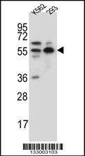 Anti-NAE1 (Center) Antibody