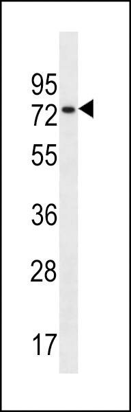 Anti-CCDC55 (N-term) Antibody