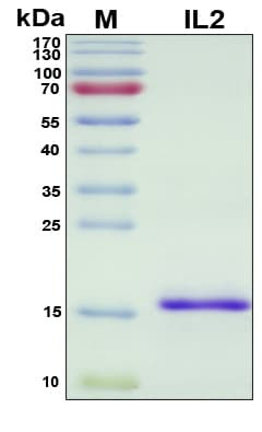 Recombinant Human IL-2 Protein, Antigen Grade