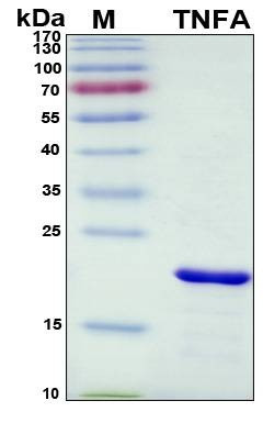 Recombinant Rat TNF-alpha 1 Protein