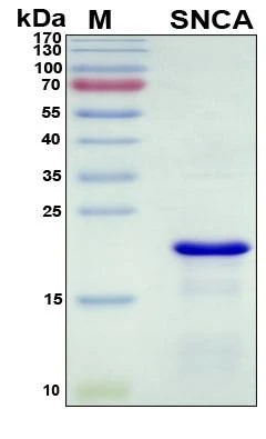 Recombinant Human Alpha-synuclein Protein