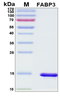 Recombinant Porcine (pig) FABP3 Protein