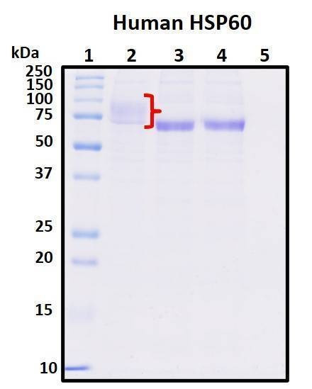 Recombinant Human Heat Shock 60 kDa Protein (HSP-60)