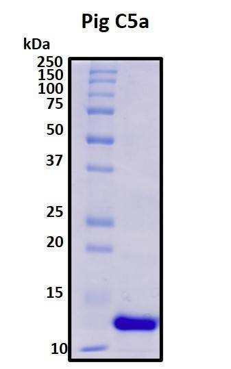 Recombinant Sus scrofa (Sus scrofa (pig)) Complement C5a Anaphylatoxin (C5a) Protein