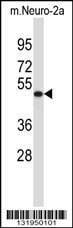 Anti-VAT1L (C-term) Antibody