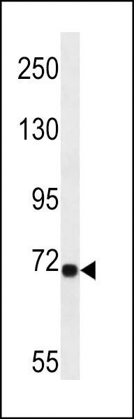 Anti-LRP10 (N-term) Antibody