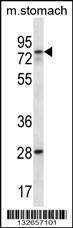 Anti-Mouse WBSCR17 (C-term) Antibody