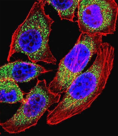 Anti-NFATC4 (C-term) Antibody