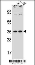 Anti-LUZP2 (N-term) Antibody