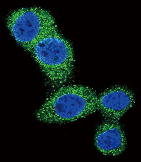 Anti-Puma BH3 Domain Antibody