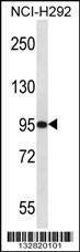 Anti-PAPOLG (C-term) Antibody