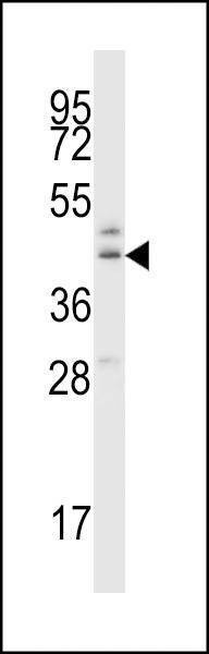 Anti-B3GNT1 (C-term) Antibody