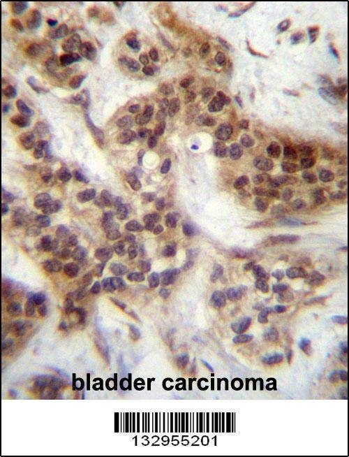 Anti-FOXA2 (Center T156) Antibody