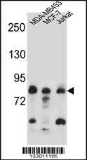 Anti-AFG3L2 (N-term) Antibody