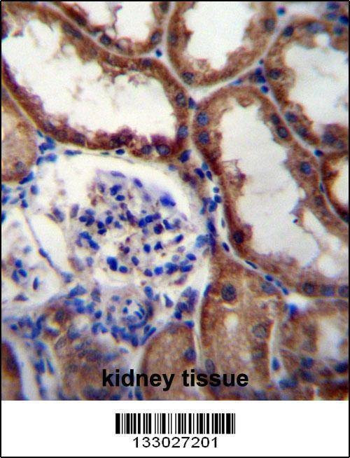 Anti-WNT16 (C-term) Antibody