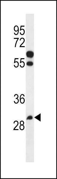 Anti-PGAP3 (Center) Antibody
