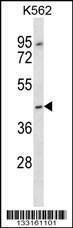 Anti-OR13F1 (C-term) Antibody