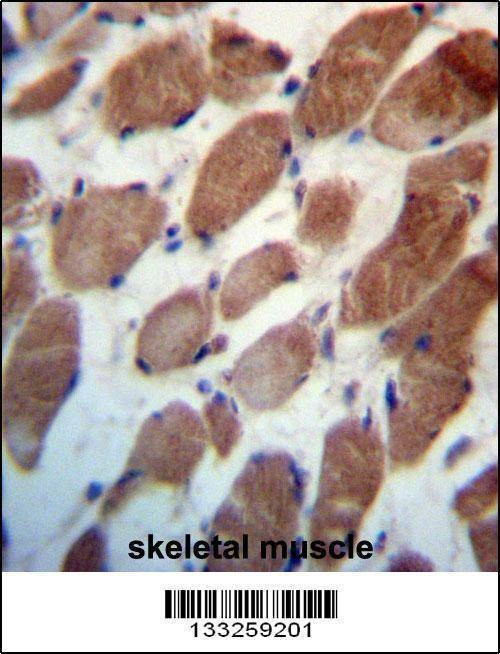 Anti-TRIM54 (N-term) Antibody