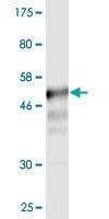 Anti-CD58 Antibody