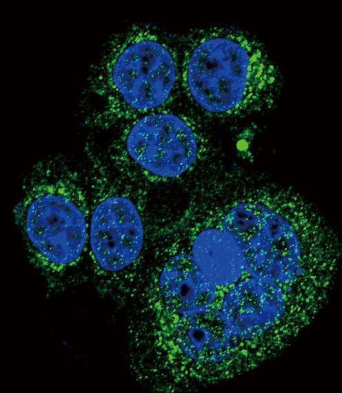 Anti-HtrA1 (N-term) Antibody