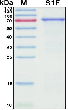 Recombinant SARS-CoV-2 Spike Protein, S1 Subunit