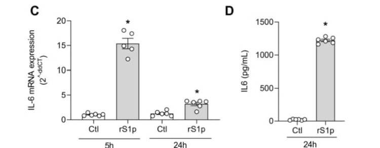 RayBiotech's SARS-CoV-2 S1 protein was used to stimulate endothelial cells, triggering inflammatory responses including IL-6 (shown here) and MCP-1 upregulation. Figure adapted from Montezano et al., Scientific Reports, 2023.