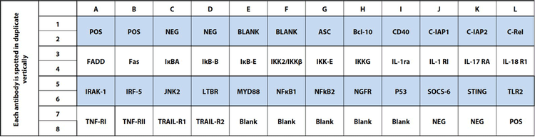 Human NF-κB Array C2