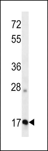 Anti-APOO (N-term ) Antibody
