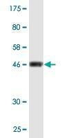 Anti-CD58 Antibody