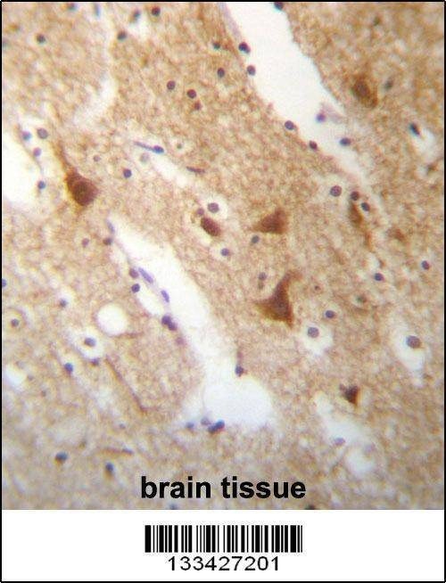 Anti-ELAVL3 (N-term) Antibody