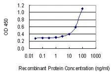 Anti-CD74 Antibody