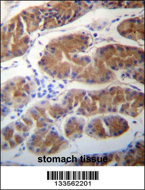 Anti-MORN1 (N-term) Antibody